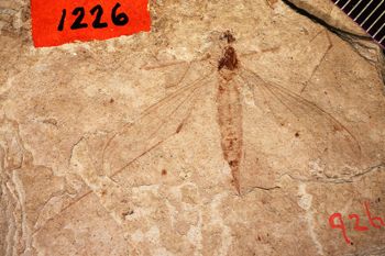Media type: image;   Entomology PALE-1226